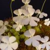 Pinguicula ehlersiae White Flower